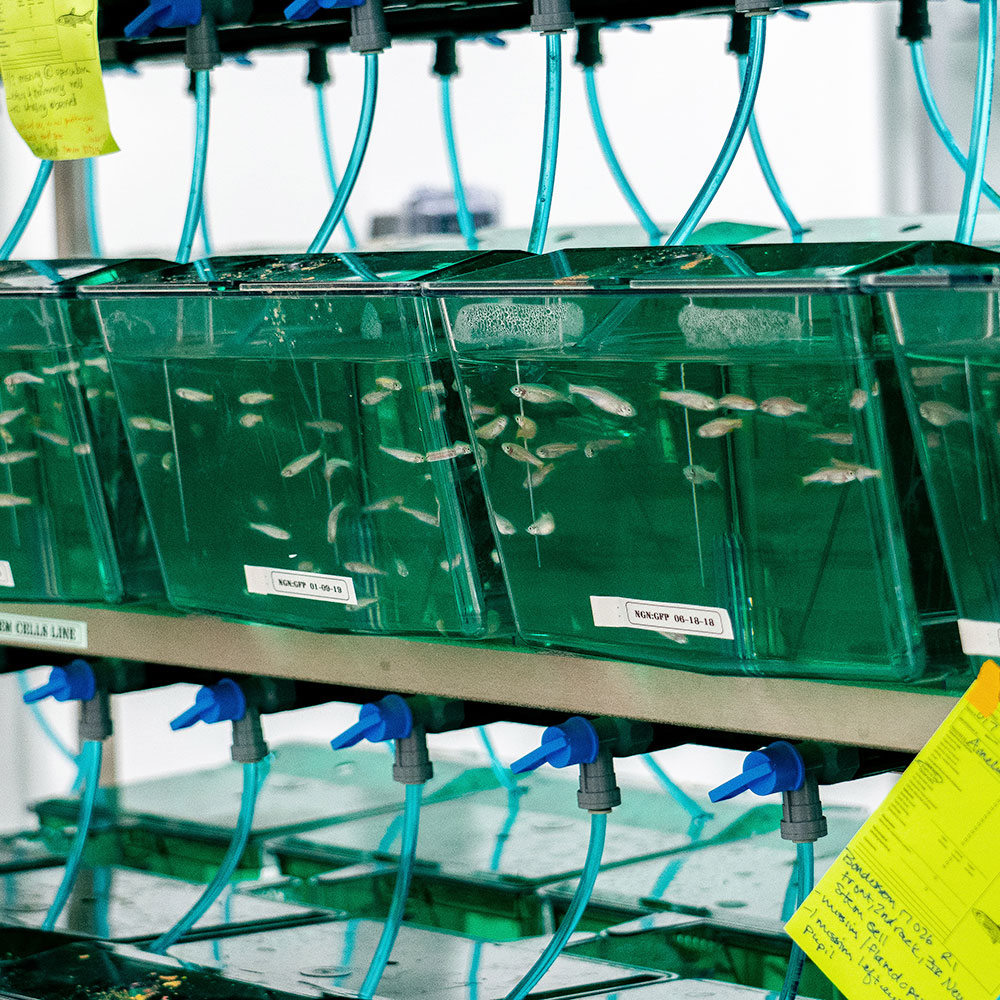 Zebrafish in four tanks of green liquid